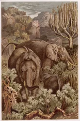 Elefante africano, lámina de Brehms Tierleben: Allgemeine Kunde des Tierreichs, vol 3, p. 9, publicado por Bibliographisches Institut, 1891