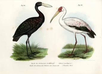 Cigüeña de pico abierto africana, 1864
