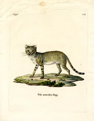 Gato salvaje africano
