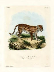 Gato salvaje africano