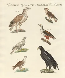 Aves africanas