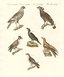 Aves africanas