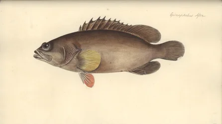 Alphestes afer, antes de 1793