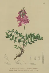 Alpino (Hedysarum obscurum, Hedysarum hedysaroides)