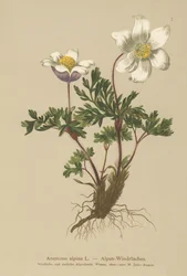 Anémona alpina (Anemone alpina, Pulsatilla alpina)