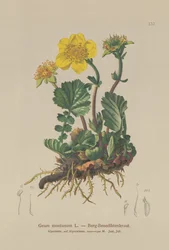 Geum montano (Geum montanum)
