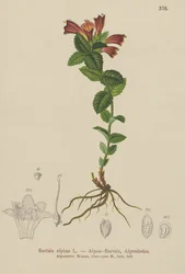 Bartsia alpina (Bartsia alpina)