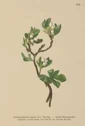 Gayuba alpina (Arctostaphylos alpina, Arctostaphylos alpinus)