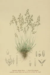 Bentgrass Alpino (Agrostis alpina, Aira flavescens)