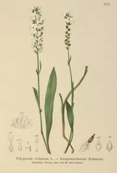 Bistorta alpina (Bistorta vivipara, Polygonum viviparum, Persicaria vivipara)
