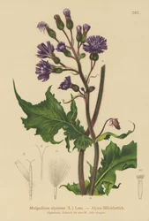Lechuga azul alpina (Mulgedium alpinum, Cicerbita alpina)