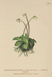 Grasilla alpina (Pinguicula flavescens, Pinguicula alpina)