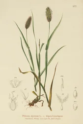 Fleo alpino (Phleum alpinum)
