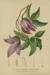 Clemátide alpina (Atragene alpina, Clematis alpina)