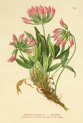 Trébol alpino (Trifolium alpinum)