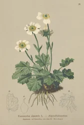 Ranúnculo alpino (Ranunculus alpestris)