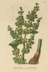 Acedera alpina (Rumex alpinus)