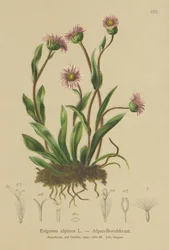 Erigeron alpino (Erigeron alpinus)