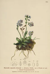 Nomeolvides alpino (Myosotis alpestris, Myosotis silvatica)