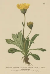 Hierba de halcón alpina (Hieracium alpinum, Hieracium alpenum, Hieracium pilosum)