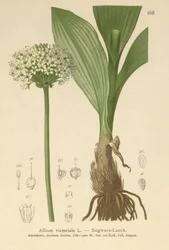 Puerro Alpino (Allium victorialis, Allium victoriale, Cepa victorialis, Geboscon triphylum, Allium plantagineum, Allium anguinum)