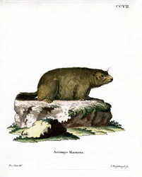 Marmota alpina