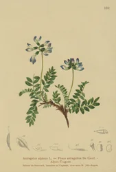 Astrágalo alpino (Astragalus alpinus, Phaca astragalina)