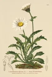 Margarita de luna alpina (Leucanthemum alpinum, Leucanthemopsis alpina, Chrysanthemum alpinum, Tanacetum alpinum)