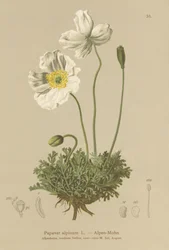 Amapola alpina (Papaver alpinum, subsp. alpinum)