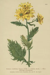 Senecio alpino (Senecio cordifolius, Senecio cordatus, Senecio alpinus, Jacobaea alpina)