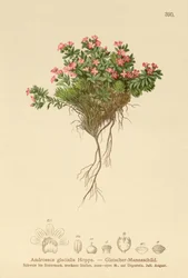 Jazmín de roca alpino (Androsace glacialis, Androsace alpina)
