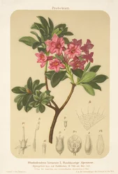 Rosa alpina (Rhododendron hirsutum)