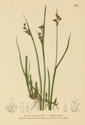 Juncia Alpina (Juncus alpinus, Juncus alpinoarticulatus)