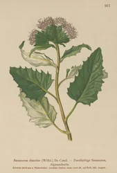 Saussurea alpina (Saussurea discolor)