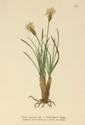 Juncia Alpina (Carex curvula)