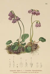 Campanilla de nieve alpina (Soldanella alpina)