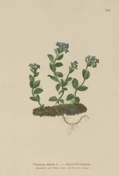 Verónica alpina (Veronica alpina)
