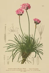 Armeria alpina (Armeria alpina)