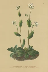 Berro de los Alpes (Arabis alpina)