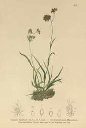 Juncia de Bosque Alpina (Luzula alpinopilosa, Luzula spadicea)