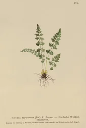 Woodsia alpina, Woodsia hyperborea, Woodsia intermedia, Woodsia pubescens, Acrostichum alpinum, Acrostichum hyperboreum, Ceterach alpina, Polypodium arvonicum