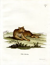 Puma del Amazonas