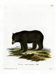 Oso negro americano