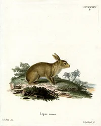 Conejo gris americano