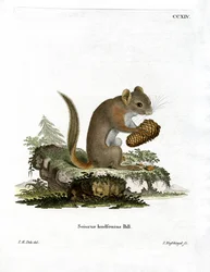 Ardilla roja americana