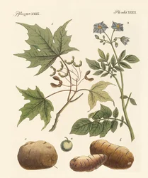 Plantas americanas