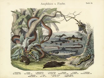 Anfibios y peces, c.1860