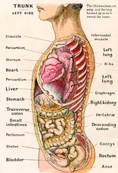 Vista anatómica del torso humano