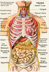 Vista anatómica del torso humano