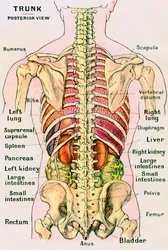 Vista anatómica del torso humano
